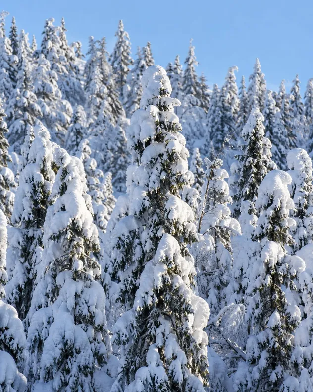Raskaan lumikuorman painamia kuusia aurinkoisena pakkaspäivänä