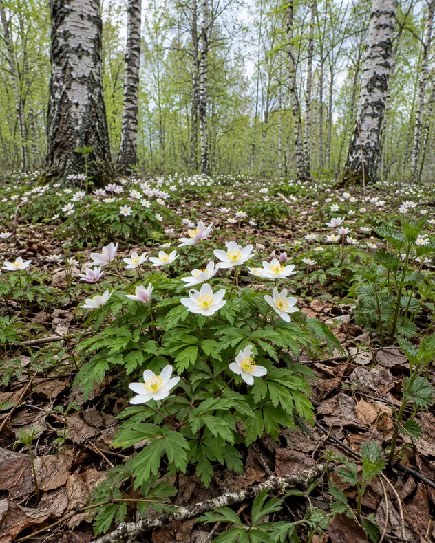 Valkovuokkoja koivikon pohjalla, taustalla vastapuhjenneita koivunlehtiä
