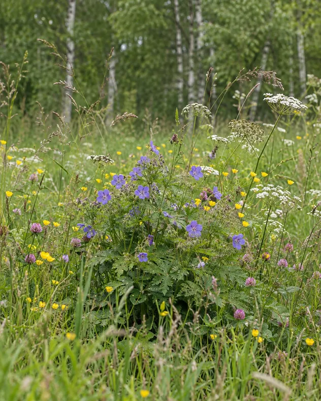 Kukkiva niitty koivikon reunassa, etualalla kurjenpolvi ja leinikkejä