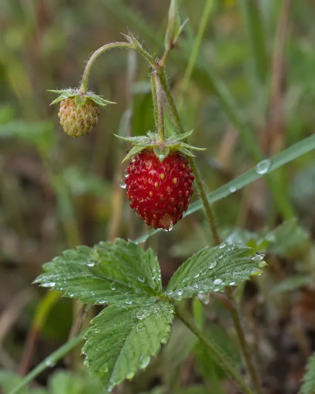 Kypsä metsämansikka varressaan, ympärillä kastepisaroita lehdillä