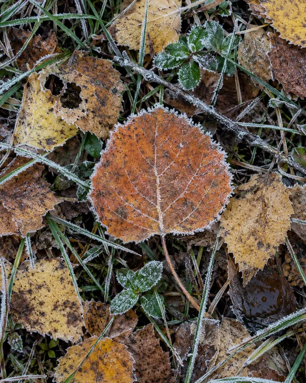 Ensipakkasen huurruttamia lehtiä maassa, keskellä suuri oranssi lehti