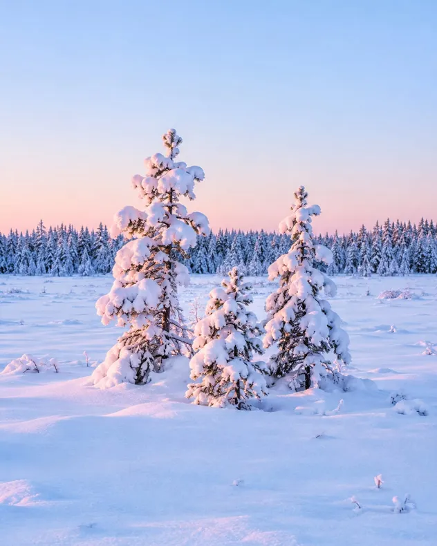 Lumen peittämiä pieniä kuusia aukealla, taustalla luminen metsä ja vaaleanpunainen talvitaivas